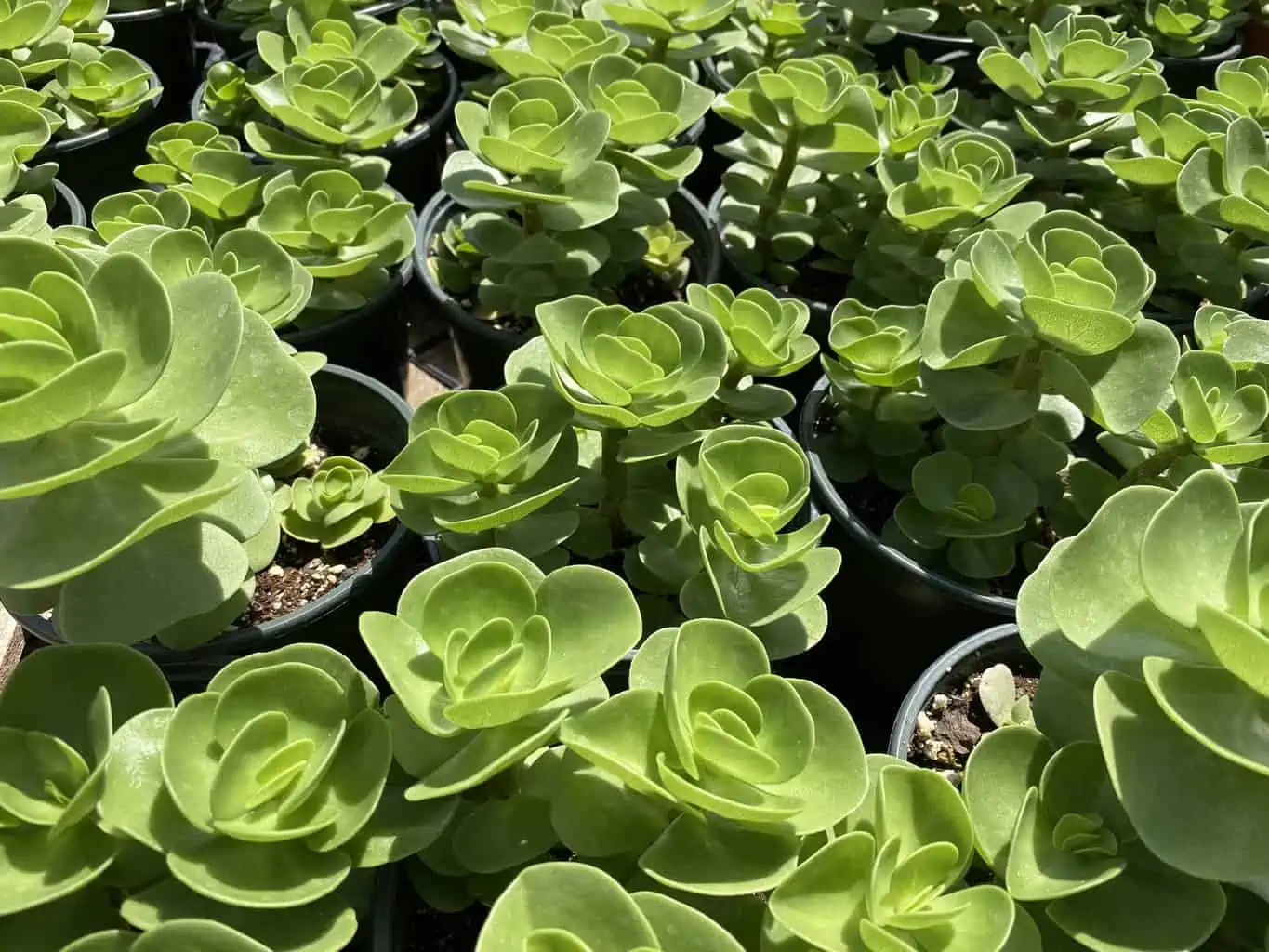 Succulent Plant Mature Sedum Sun Sparkler - Image 2