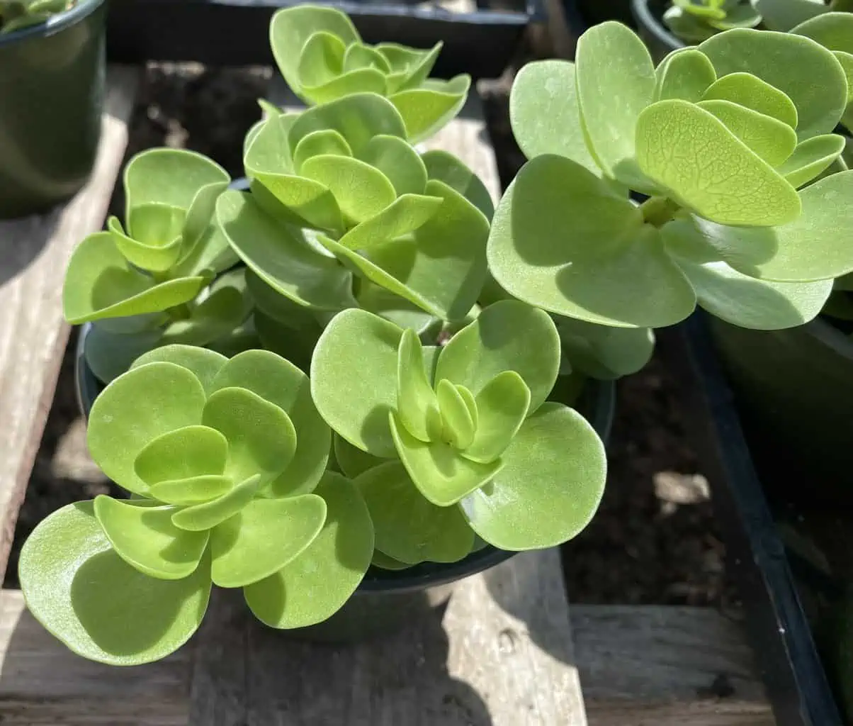 Succulent Plant Mature Sedum Sun Sparkler - Image 10