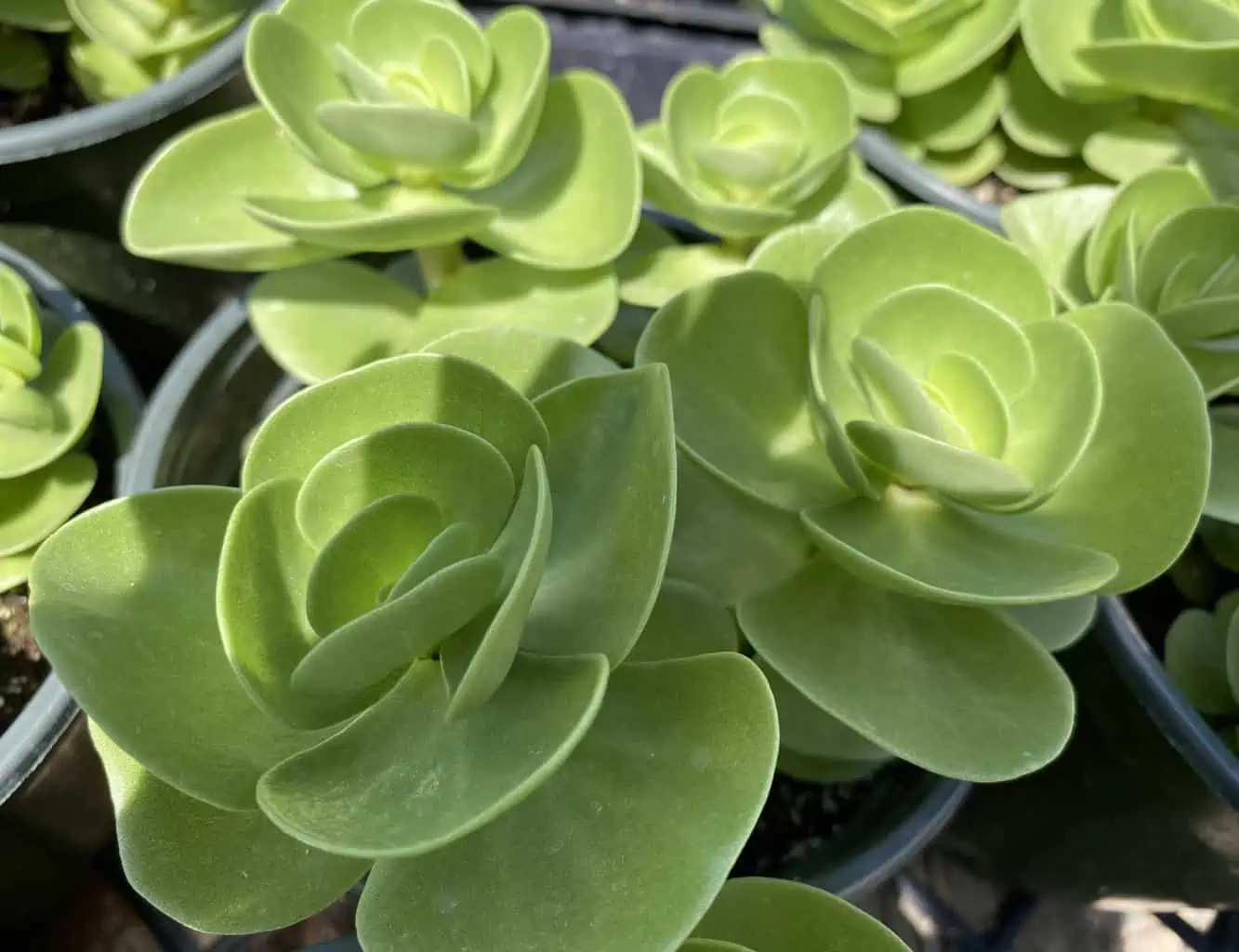 Succulent Plant Mature Sedum Sun Sparkler - Image 4