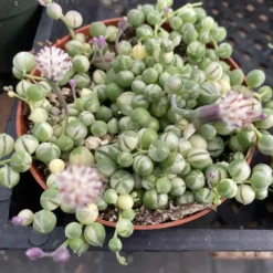 Medium Succulent Plant Variegated String Of Pearls