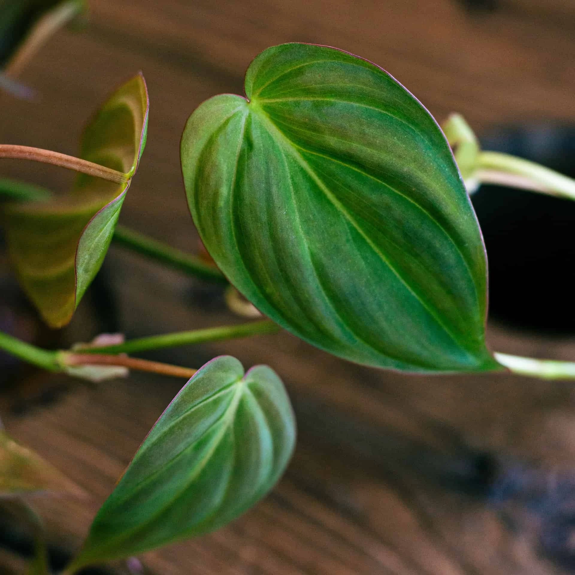 Philodendron Micans 4" - Image 2