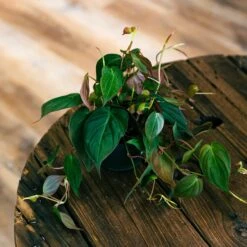 Philodendron Micans 4"