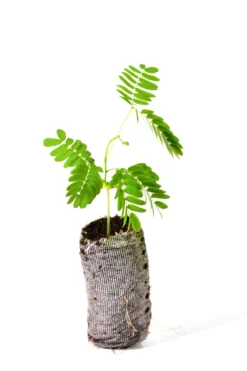 Mimosa Tree Seedlings - Albizia Julibrissin - 3 Starter Plugs