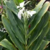 Hawaiian White Ginger Hedychium Coronarium Ships Free