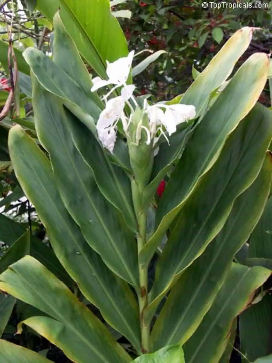 Hawaiian White Ginger Hedychium Coronarium Ships Free