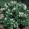 Minnesota Snowflake Mock Orange White Flowering Shrub