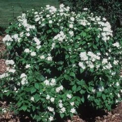 Minnesota Snowflake Mock Orange White Flowering Shrub