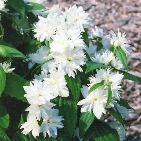 Minnesota Snowflake Mock Orange White Flowering Shrub - Image 3