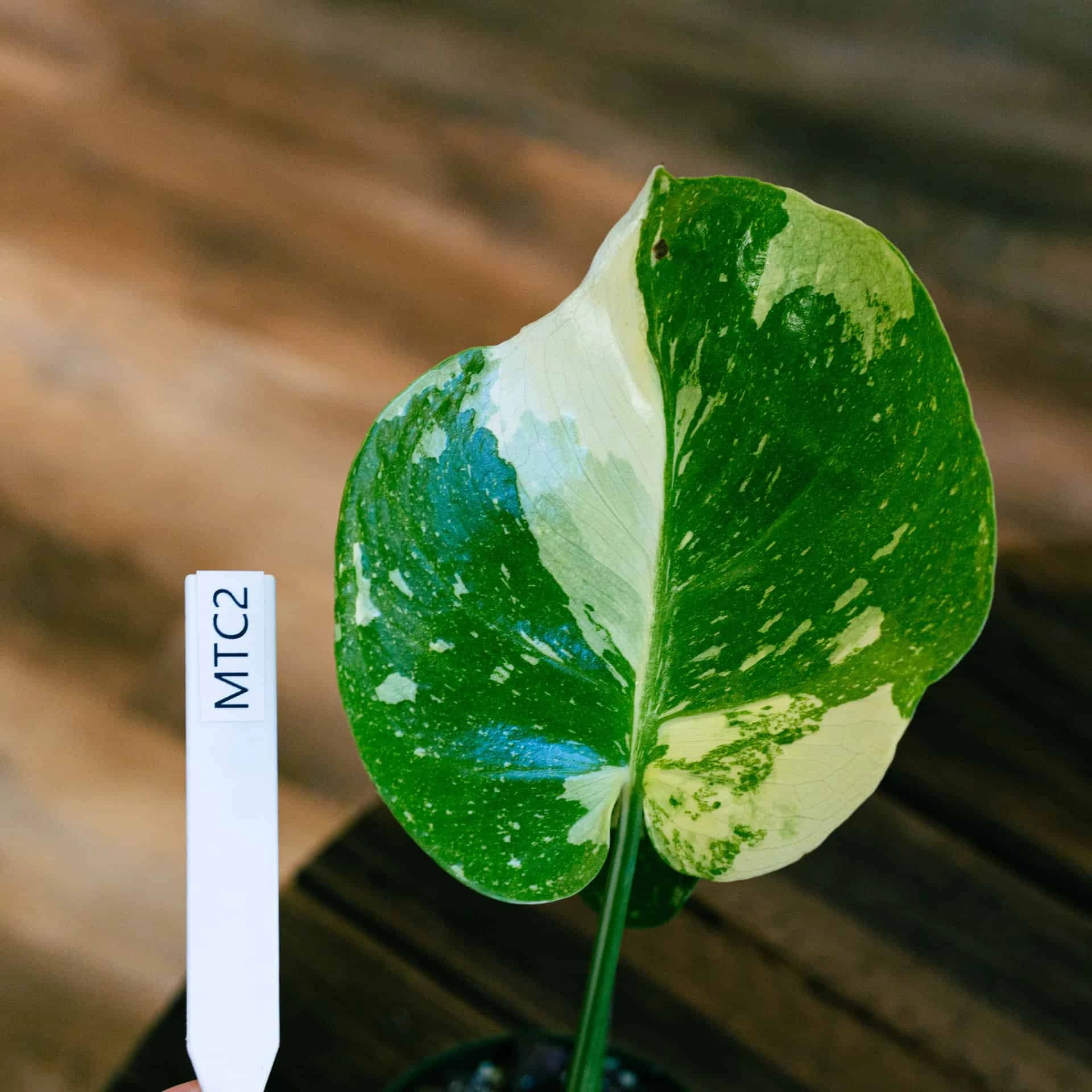 Monstera Thai Constellation 4" - Image 6