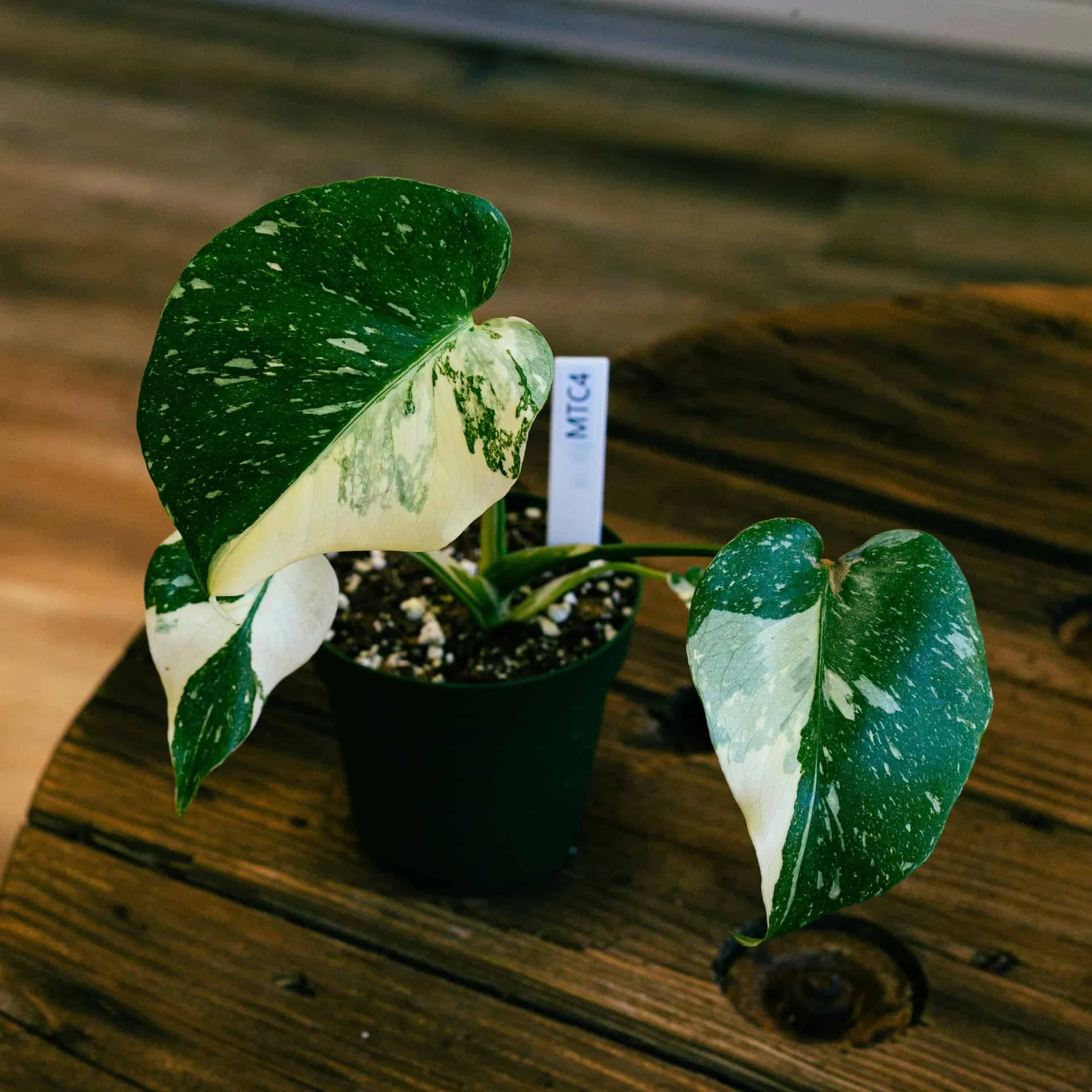 Monstera Thai Constellation 4" - Image 3