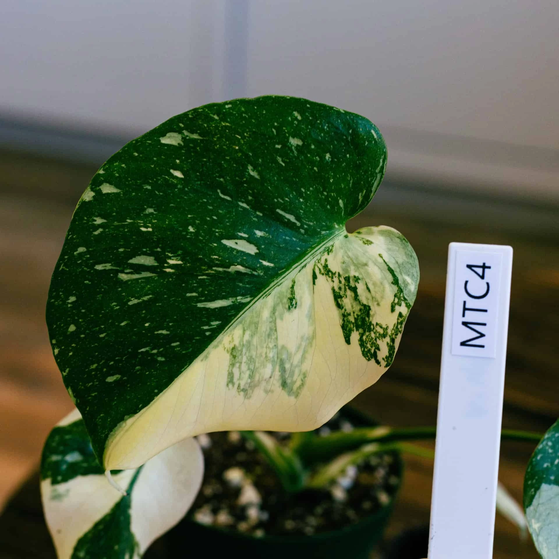 Monstera Thai Constellation 4" - Image 2