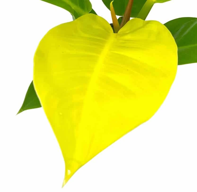 Philodendron Moonlight, 4 Inch Imperial Gold, Lime Philo - Image 4