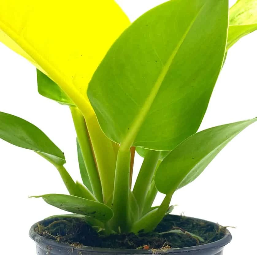 Philodendron Moonlight, 4 Inch Imperial Gold, Lime Philo - Image 7
