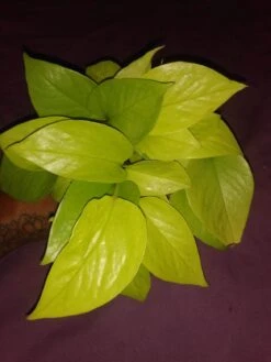 Soul Peace Bundle-Neon