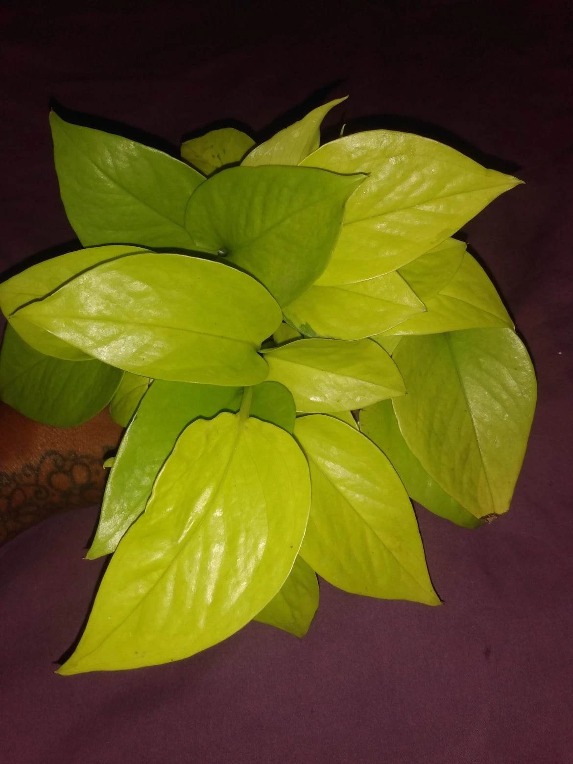 Soul Peace Bundle-Neon