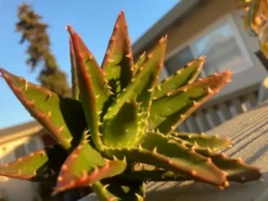 Gold Tooth Aloe | Aloe Nobilis
