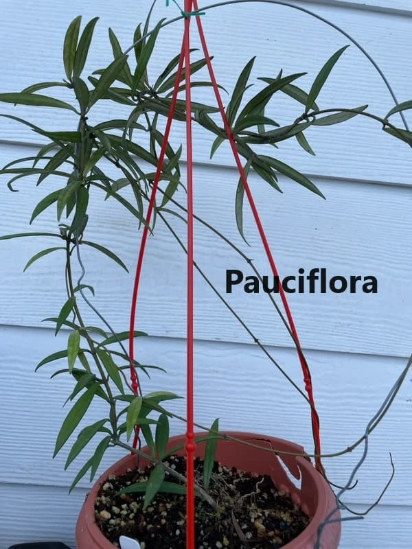 Hoya House Plant Various Species - Image 15