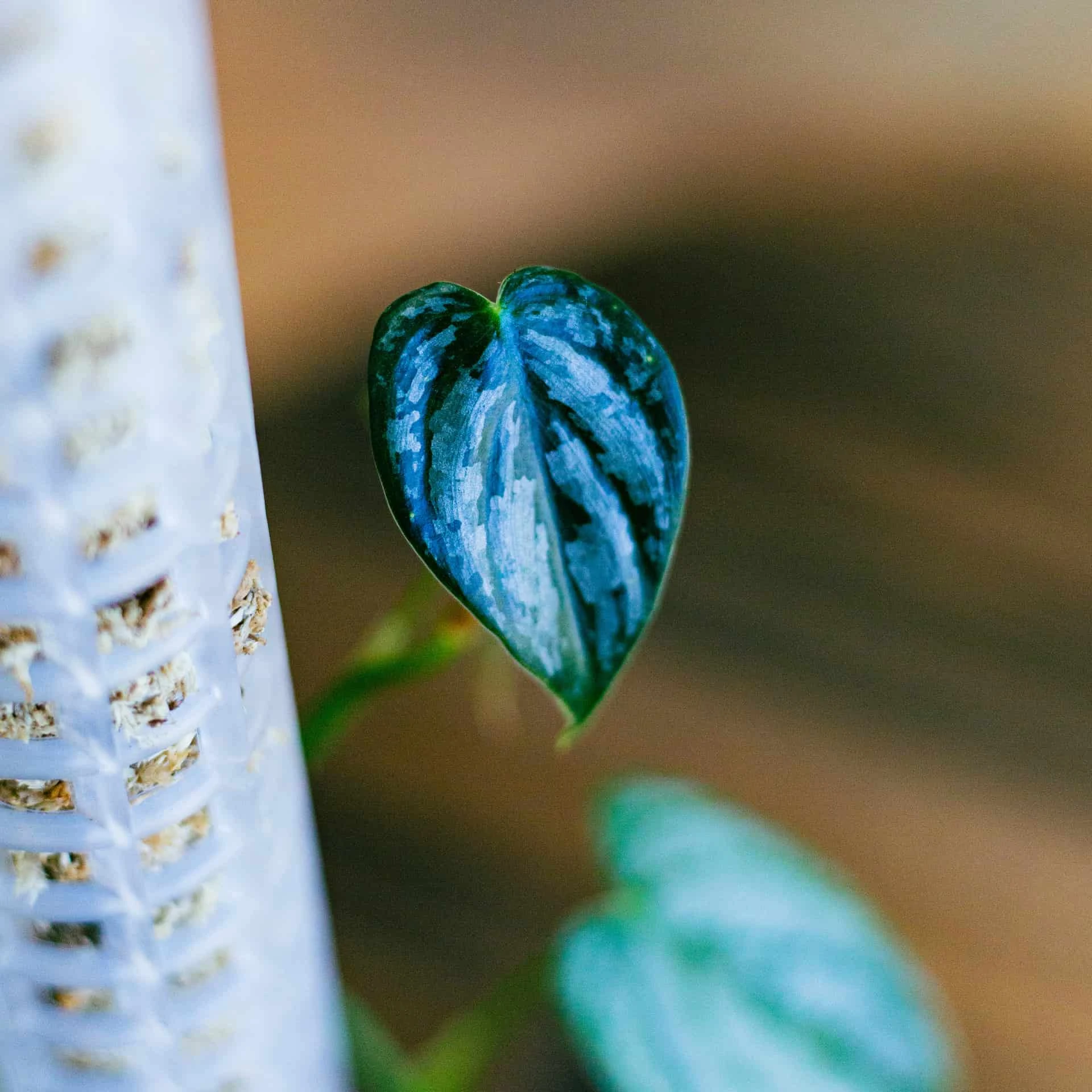 Philodendron Brandtianum 4" - Image 4