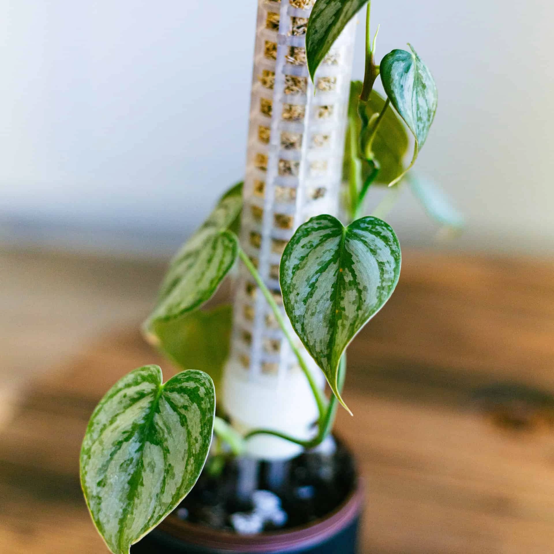 Philodendron Brandtianum 4" - Image 3