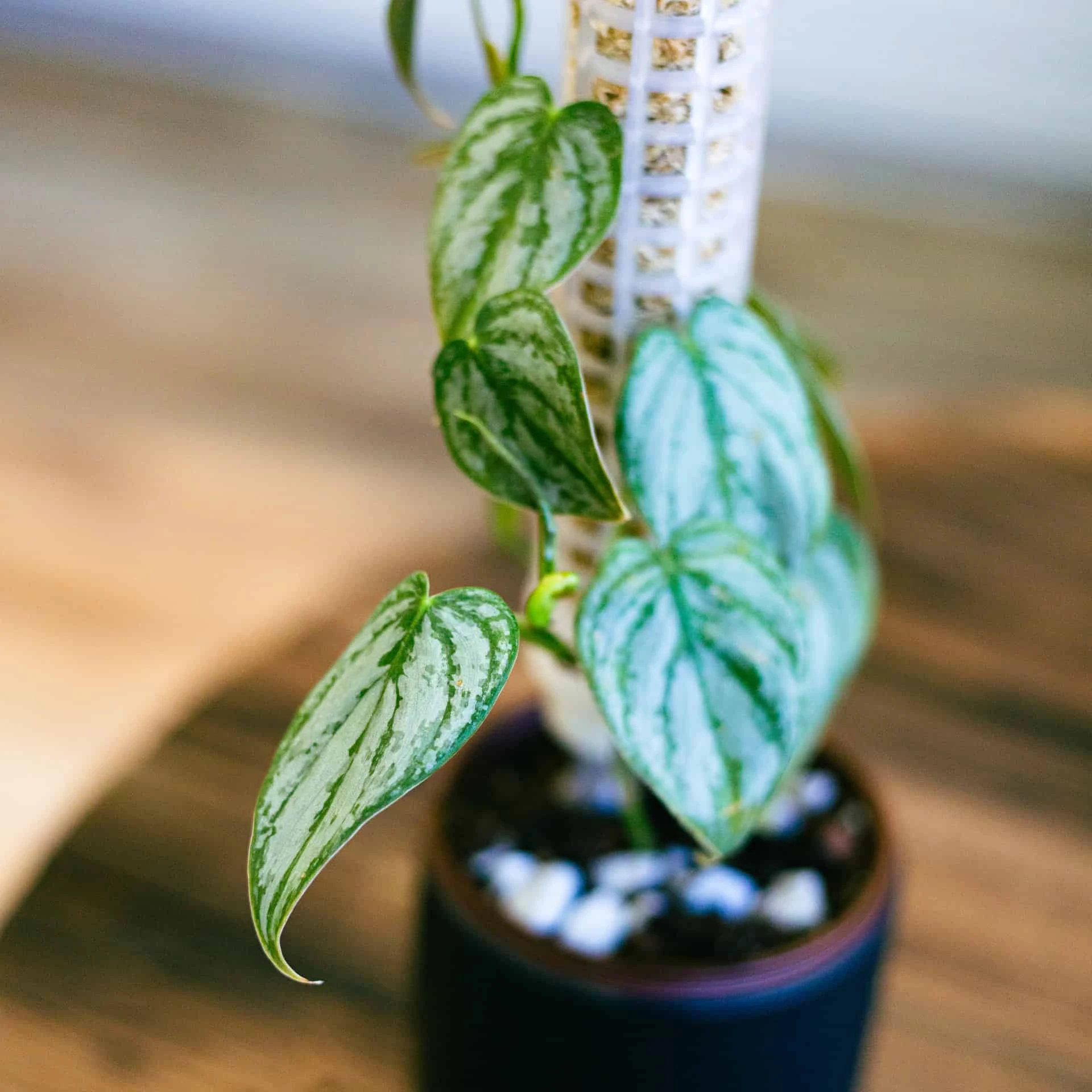 Philodendron Brandtianum 4" - Image 2