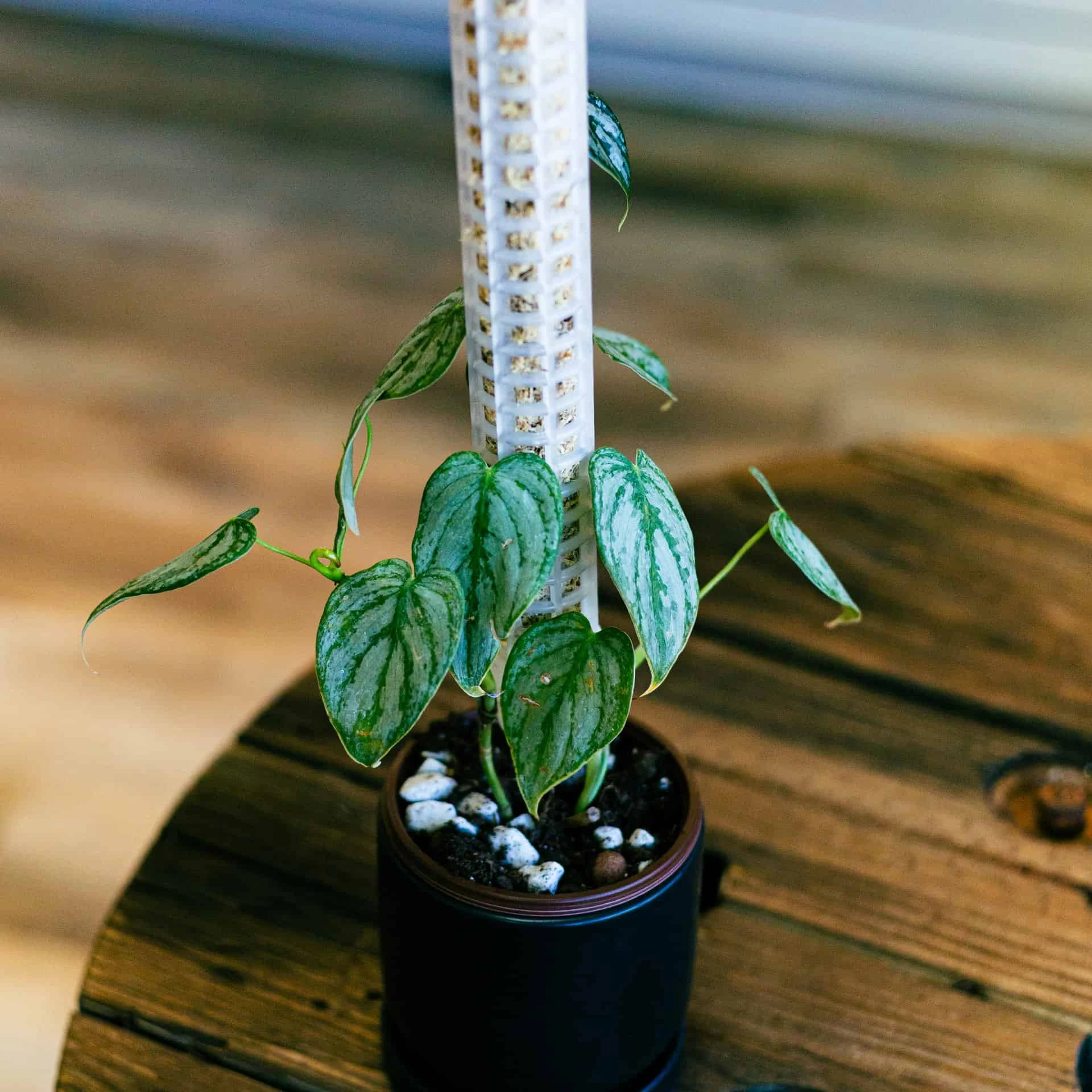 Philodendron Brandtianum 4"