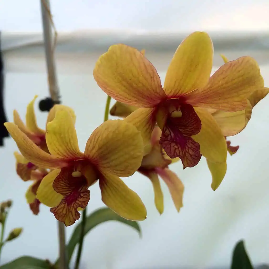 Dendrobium Pinwattana Comes In 4" Pot