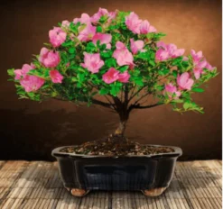 Pink Flowering Medium Azalea Bonsai Tree