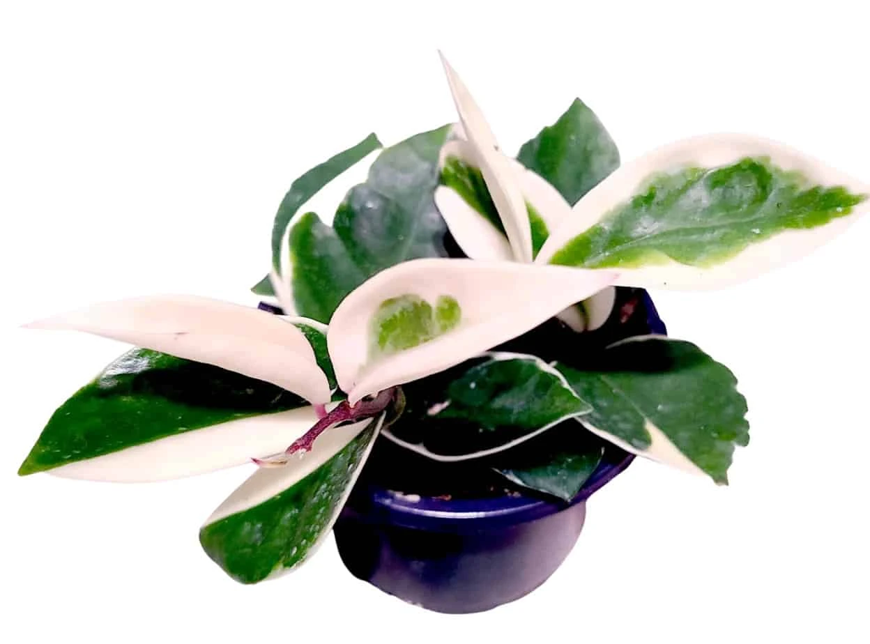 Hoya Krimson Queen - Image 2