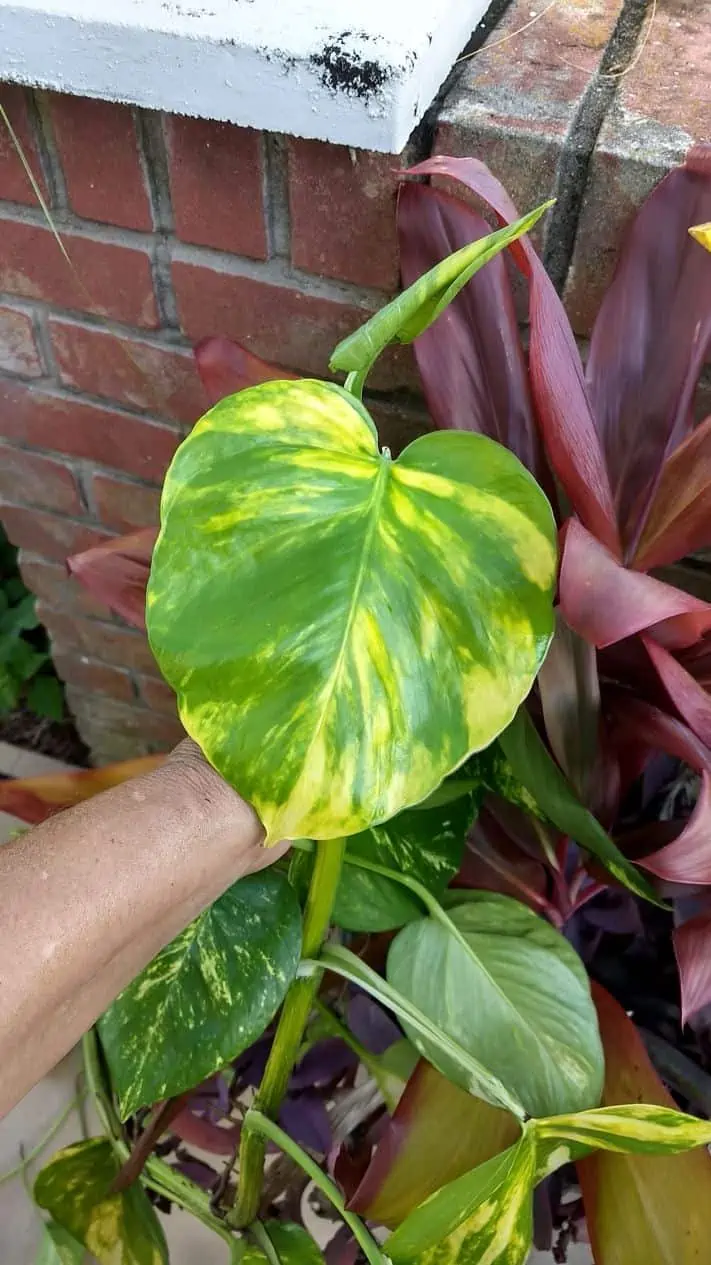 Pothos Giant Golden 2 Cuttings Ship Free - Image 2