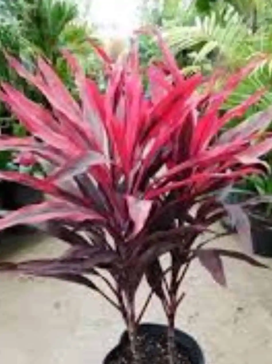 Ti Cordyline Plant Ships Free. - Image 3