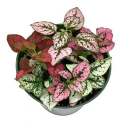 Polka-dot-plant, Hypoestes Phyllostachya, Tricolor, Red Pink And White