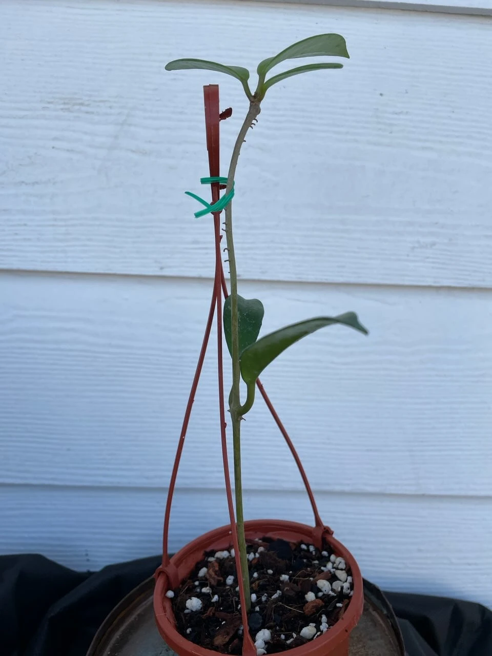 Hoya House Plant Various Species - Image 4