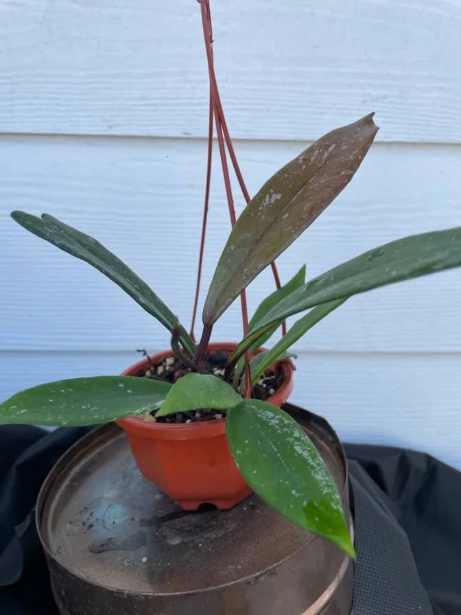 Hoya House Plant Various Species - Image 3
