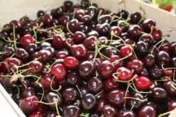 Black Tartarian Cherry Tree Seedling