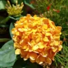 Ixora Rubiaceae Golden Globe Ships Free.