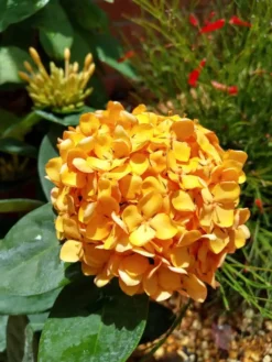 Ixora Rubiaceae Golden Globe Ships Free.
