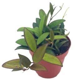 Hoya Rosita, 4 Inch, Rare Hybrid Of Hoya Wayetii X Tsangii