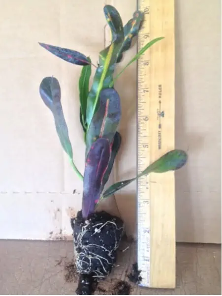 2 Croton Mommy | Carlo`s Plant Farm - Image 2