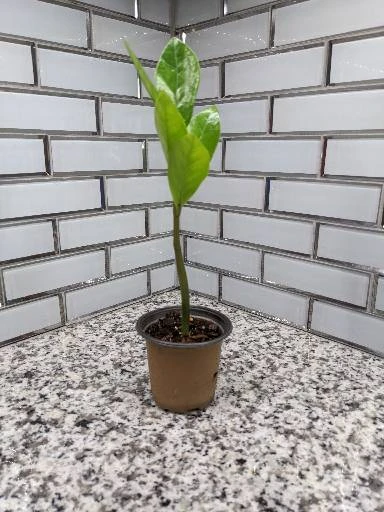 Zamioculcas ZZ Plant - 3.5 Inch Pot - Image 3