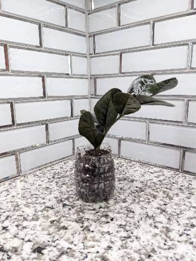 Zz Plant Cutting - Image 3