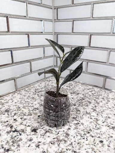 Zz Plant Cutting - Image 6