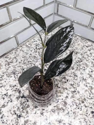 Zz Plant Cutting - Image 2
