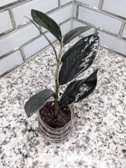 Zz Plant Cutting