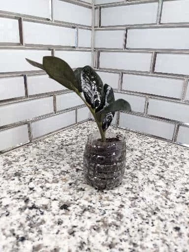 Zz Plant Cutting - Image 5