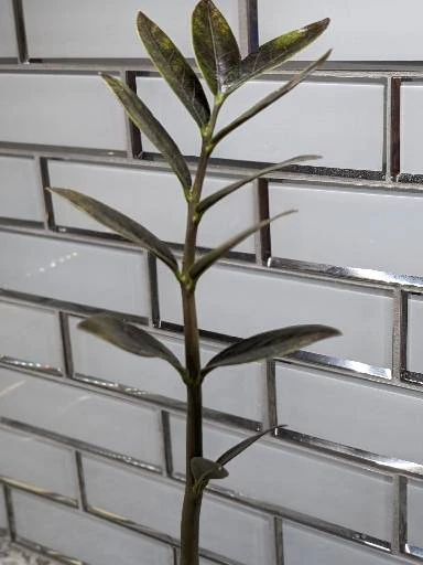 Zamioculcas ZZ Plant Cutting - Image 2