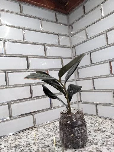 Zz Plant Cutting - Image 4