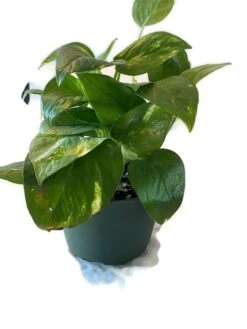 Golden Pathos (Epipremnum Aureum) In A 6 Inch Pot!