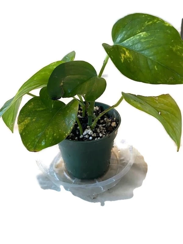 Golden Pathos (Epipremnum Aureum) In A 4 Inch Pot!