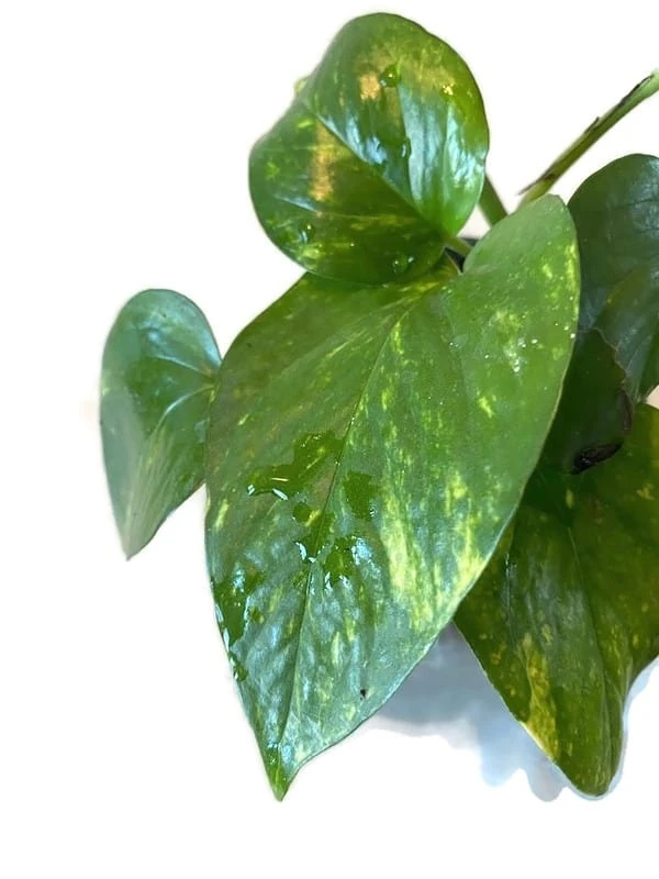 Golden Pathos (Epipremnum Aureum) In A 4 Inch Pot! - Image 4