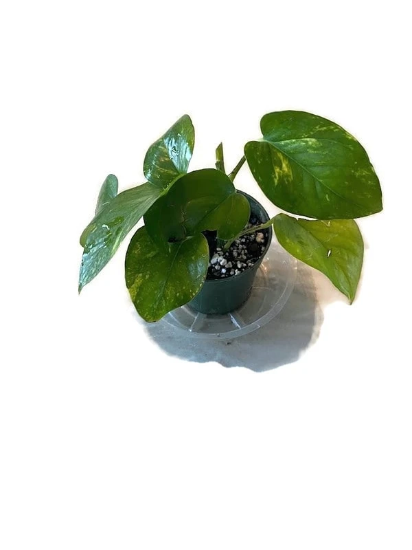 Golden Pathos (Epipremnum Aureum) In A 4 Inch Pot! - Image 3